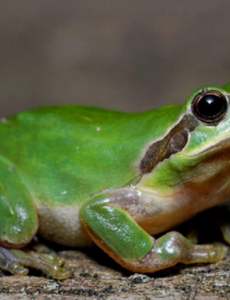 世界上最常见是青蛙是什么品种,雨蛙的种类超级多（大约250种）一起来认识