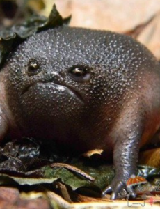 揭晓世界上最可爱的青蛙,散疣短头蛙圆滚滚惹人爱（馒头蛙）名字就很可爱