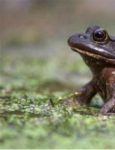 揭秘世界上无所不食的青蛙,大胃王美国牛蛙（居然连同类都吃）震惊！