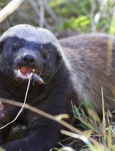 盘点十种以蛇为食的动物排行榜，青蛙竟然名列其中，令人不可思议