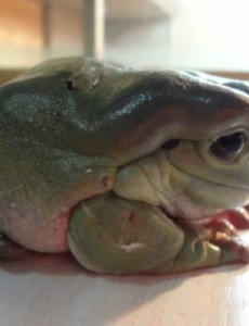 揭秘世界上最受欢迎的青蛙，温和亲人的老爷树蛙真的就像是老爷爷