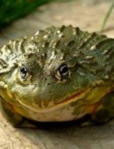 揭秘世界上最具有攻击性的青蛙,非洲牛箱头蛙(地狱猎食者)看着就不简单