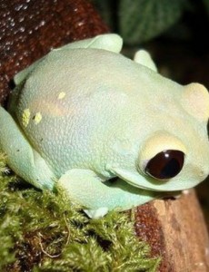 世界上最毒的青蛙是什么，黄金箭毒蛙除人类再无天敌(以身养毒)快来看看