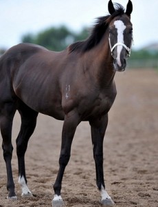 盘点世界十大名马排行榜，最贵的纯血马售价超过四亿买不起！