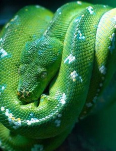 盘点世界上最漂亮的十种蛇，这么漂亮的蛇你还怕吗？还是害怕的！