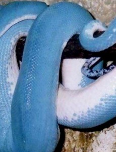 盘点世界上漂亮的蟒蛇，最漂亮的蓝血绿树蟒价值近300万，敢相信吗