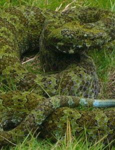 盘点世界体型最大的毒蛇排名，最大的莽山烙铁头重达20多公斤，能想象吗