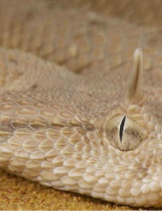 彩虹蛇五头蛇食蜗牛蛇奇奇怪怪,盘点世界上最奇怪的蛇排行榜大揭秘