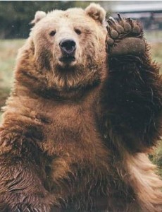 盘点世界上最奇异宠物排行榜,棕熊鳄鱼随便养(胆子可不小)你敢养吗