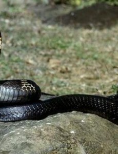 盘点一下世界上攻击性最强的蛇排行榜,黑曼巴暴躁毒性强，请远离