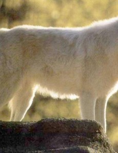 盘点世界上最好看的狼排行榜,好看的狼的品种大全，真的是好看！