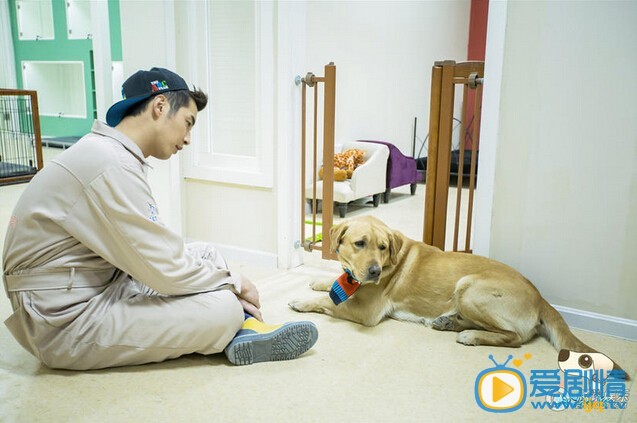 神犬小七剧照