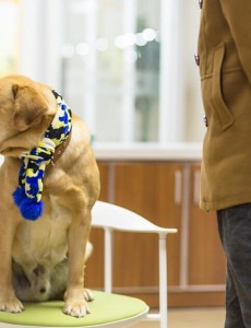 神犬小七一共多少集？神犬小七能播到什么时候？