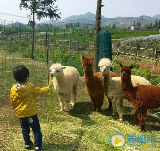 孙俪等等和小花 孙俪高清写真_孙俪高清剧照