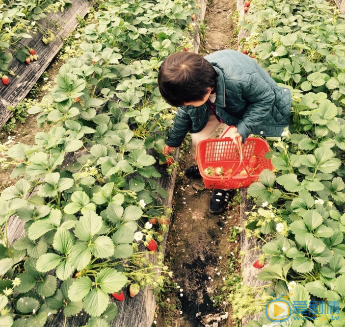 孙俪等等和小花 孙俪高清写真_孙俪高清剧照