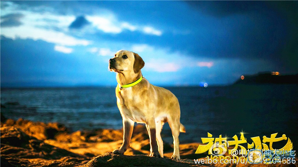 神犬小七2海报