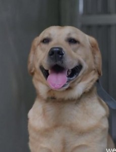 警花与警犬樱桃第几集死的？樱桃怎么死的