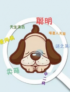 汪星人