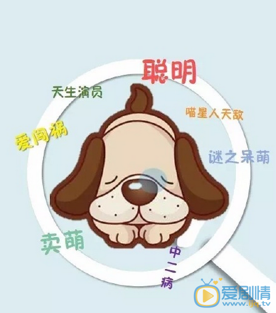 《汪星人》剧情介绍