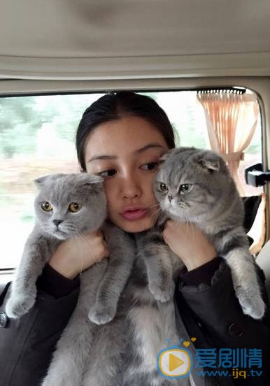 Angelababy和猫咪亲密照 Angelababy高清写真_Angelababy高清剧照