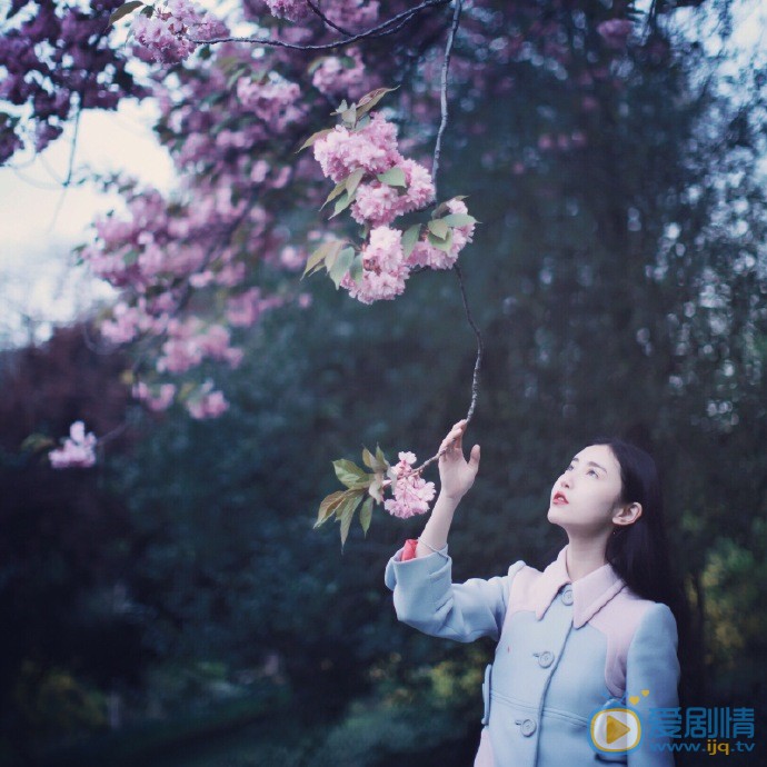 张辛苑樱花写真 张辛苑高清写真_张辛苑高清剧照