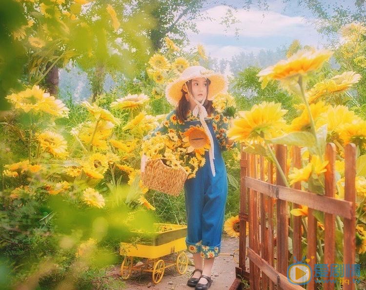 张格向日葵少女写真 张格高清写真_张格高清剧照
