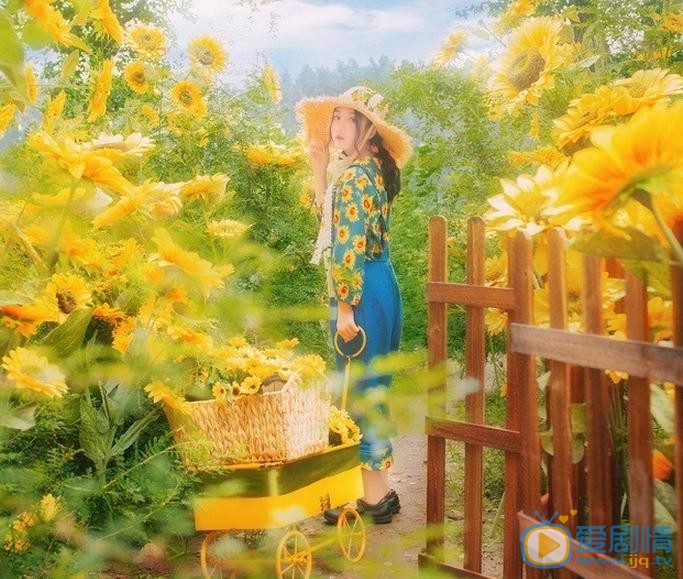 张格向日葵少女写真 张格高清写真_张格高清剧照