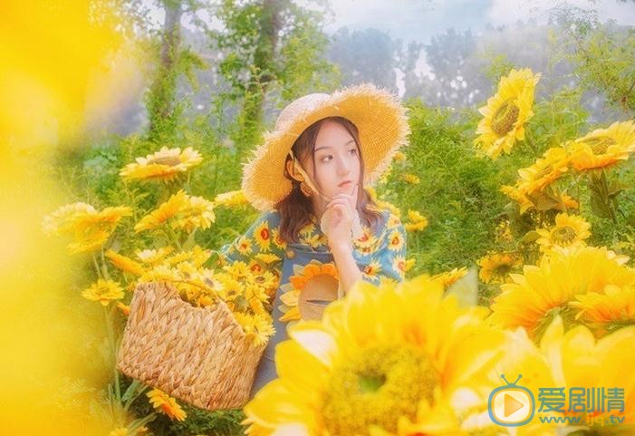 张格向日葵少女写真 张格高清写真_张格高清剧照
