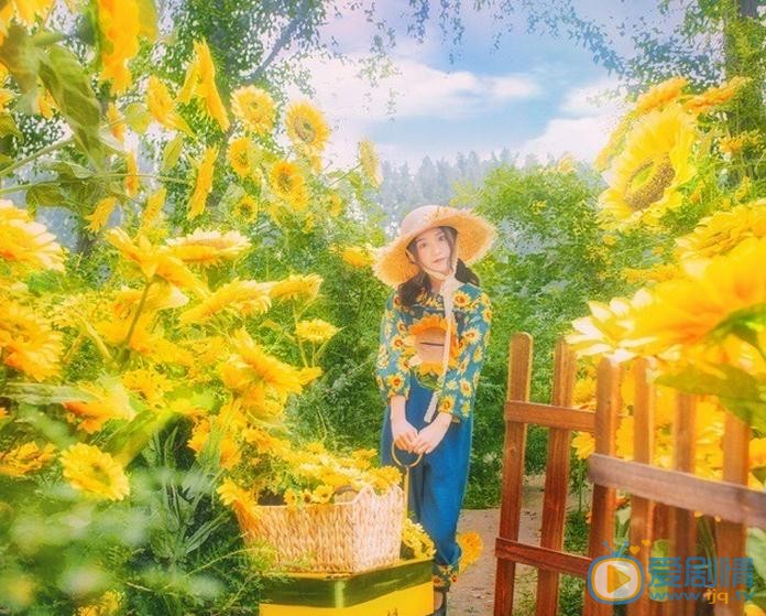 张格向日葵少女写真 张格高清写真_张格高清剧照
