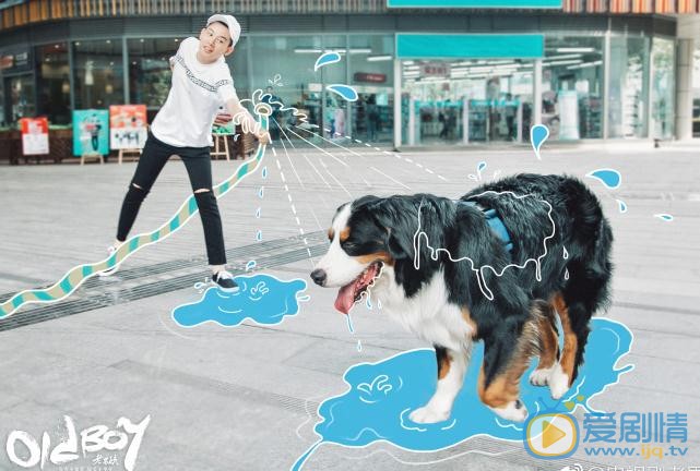 老男孩萧晗的宠物狗奥斯卡是什么品种？种类是什么？价钱是多少？