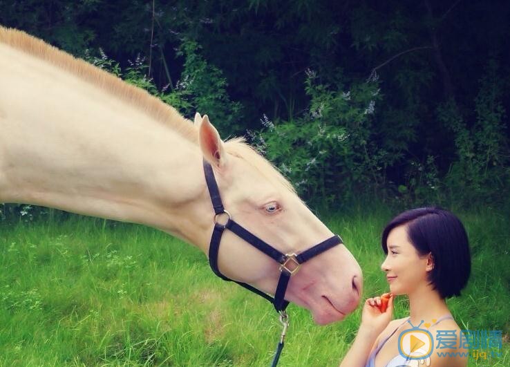 杨舒婷与马写真 杨舒婷高清写真_杨舒婷高清剧照