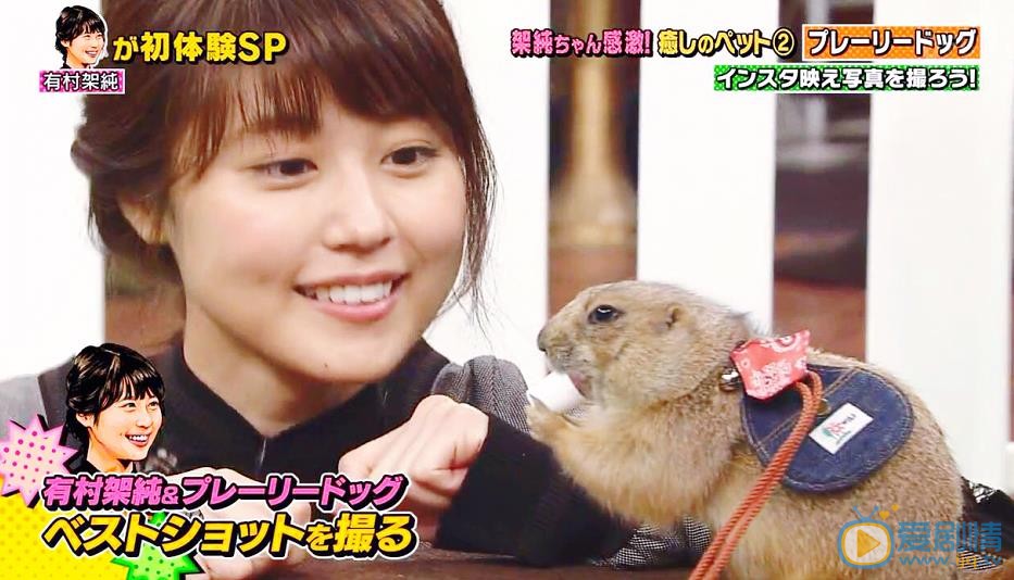 有村架纯综艺节目合集 有村架纯高清写真_有村架纯高清剧照