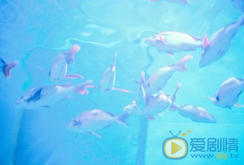 谷蓝帝海底写真 谷蓝帝高清写真_谷蓝帝高清剧照