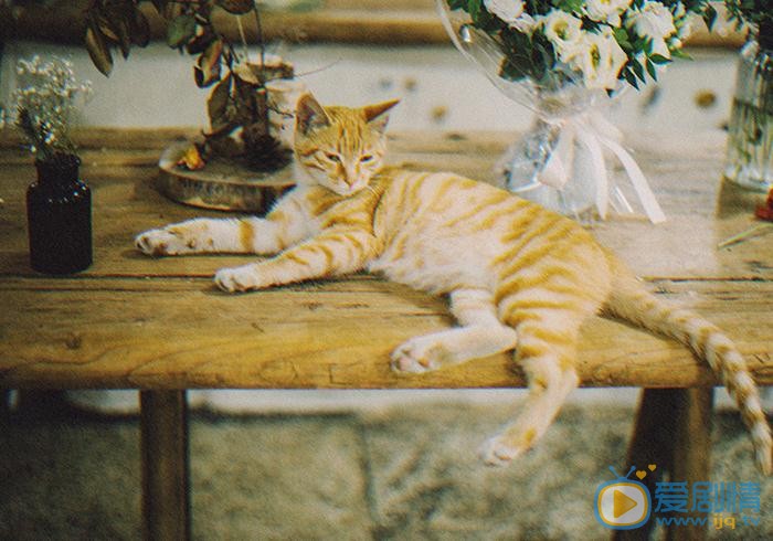 施展猫咪写真 施展高清写真_施展高清剧照