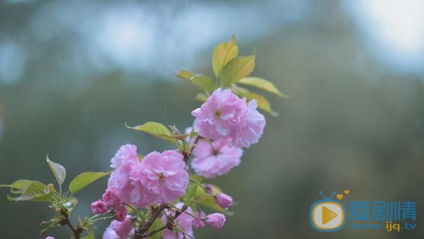 蒋芸绿色写真 蒋芸高清写真_蒋芸高清剧照