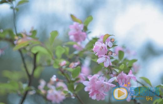 蒋芸绿色写真 蒋芸高清写真_蒋芸高清剧照