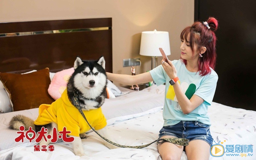 神犬小七3安心剧照 安心神犬小七3剧照