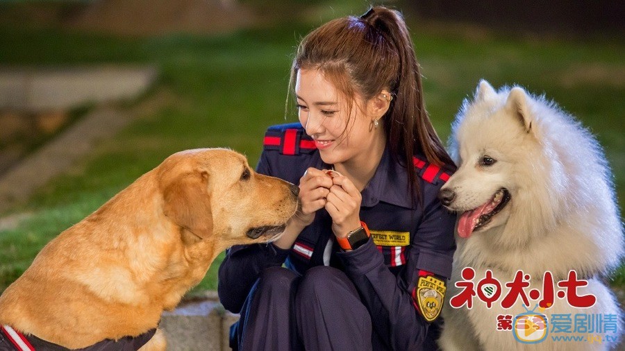 神犬小七3安心剧照 安心神犬小七3剧照