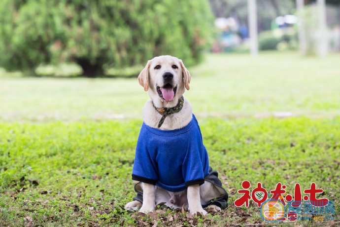 神犬小七3剧照
