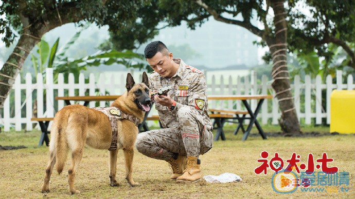 神犬小七3剧照