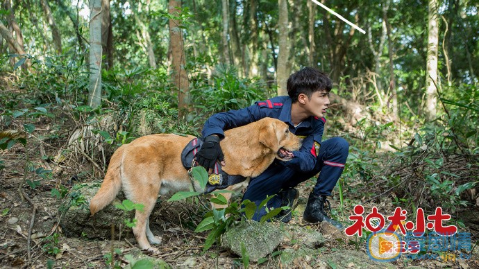神犬小七3剧照