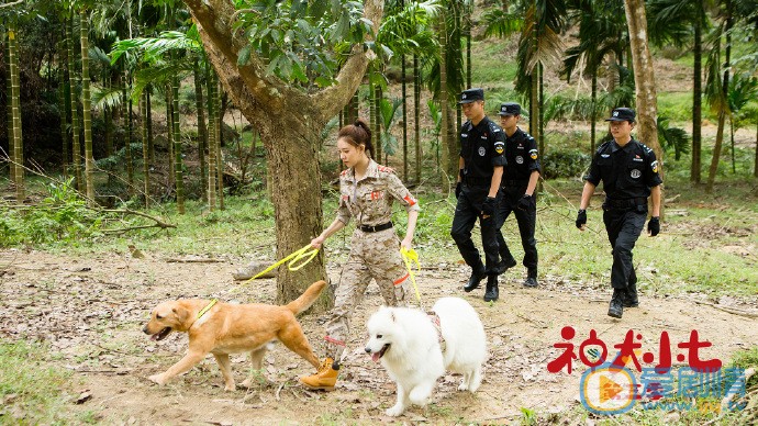 神犬小七3剧照