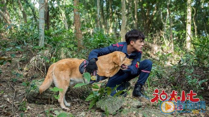 神犬小七3剧照
