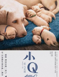 小Q