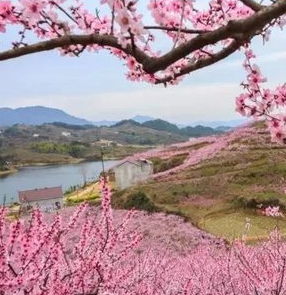 山花烂漫时剧情介绍(1-40集大结局)