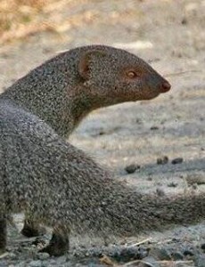 蛇玝是什么,蛇的天敌不惧毒液(附蛇玝大战眼镜蛇图解)到底什么样