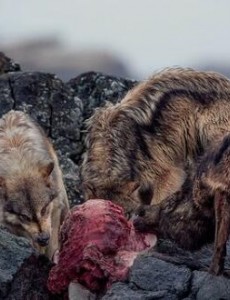 世界上体型最大的狼是什么样子,不列颠哥伦比亚狼(160斤/2米)