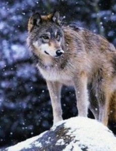 揭秘世界上最厉害的狗,鬼脸藏獒危险度堪比猛兽(危险暴躁)一定要小心