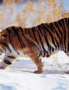 揭秘战斗力最强的猫科动物,东北虎单体战斗力实属最强(狮子不敌)