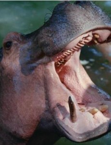 世界咬合力第一的动物到底是什么,湾鳄咬合力竟然达1.9吨(完全碾压河马)